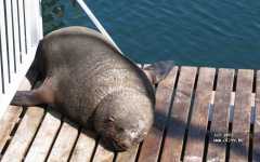 Десять дней жизни в Южной Африке (ЮАР, Зимбабве, Ботсвана) Десять дней жизни в Южной Африке (ЮАР, Зимбабве, Ботсвана)