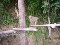 Путешествие по югу Тая часть 6. Ката. Као Сок Путешествие по югу Тая часть 6. Ката. Као Сок