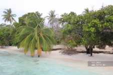 �������� ���� �����, Bandos Island Resort & Spa 5*