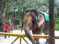 �������, Camelot 3*