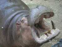 ������� - ������ ��� �� 11 ����, ��� ��� ������� ������ ����������