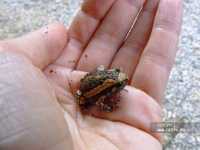 �����, Palm Paradise Resort 3*